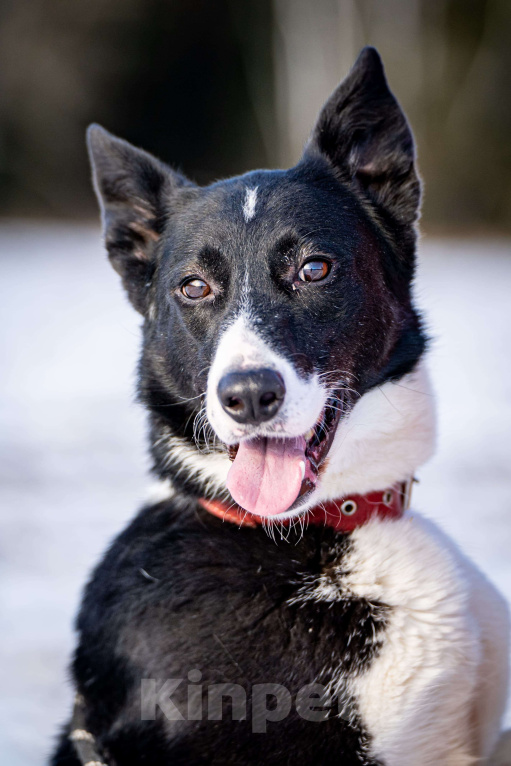 Собаки в Клине: Джоли — звёздная собачка Девочка, Бесплатно - фото 6