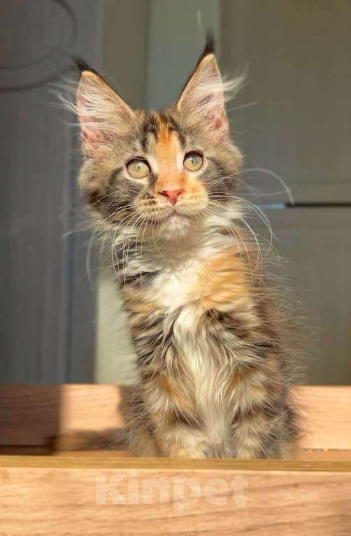 Кошки в других городах Ленинградской области: Яркое солнышко Девочка, Бесплатно - фото 2