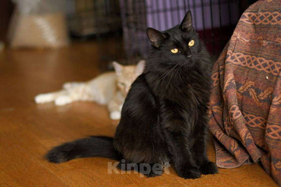 Кошки в Москве: кошка Нуара в добрые руки Девочка, Бесплатно - фото 2