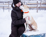 Собаки в Москве: Девочка из приюта ищет дом! Девочка, Бесплатно - фото 6