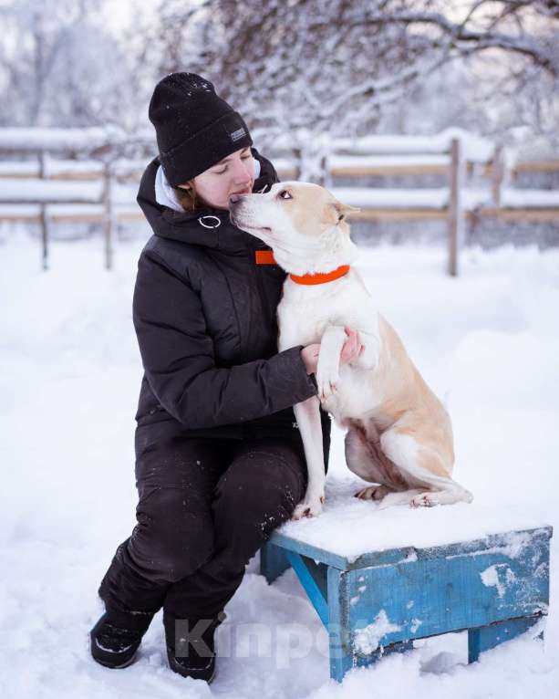 Собаки в Москве: Девочка из приюта ищет дом! Девочка, Бесплатно - фото 6