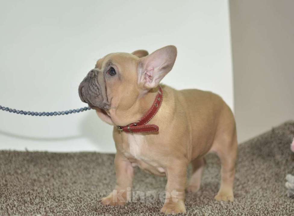 Собаки в Москве: Девочка Зимушка Девочка, 55 000 руб. - фото 6