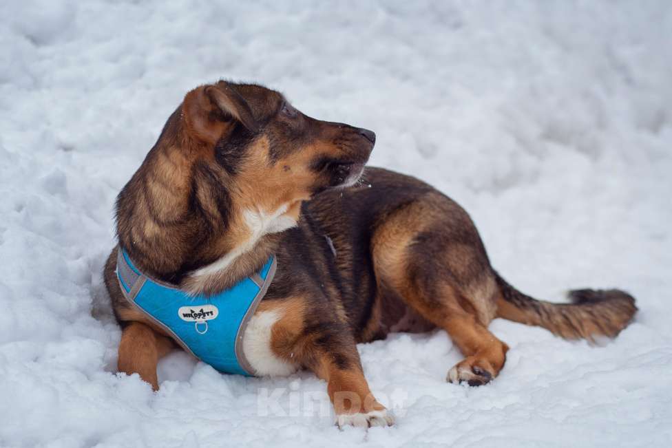 Собаки в Москве: щенок Боб в добрые руки Мальчик, Бесплатно - фото 4