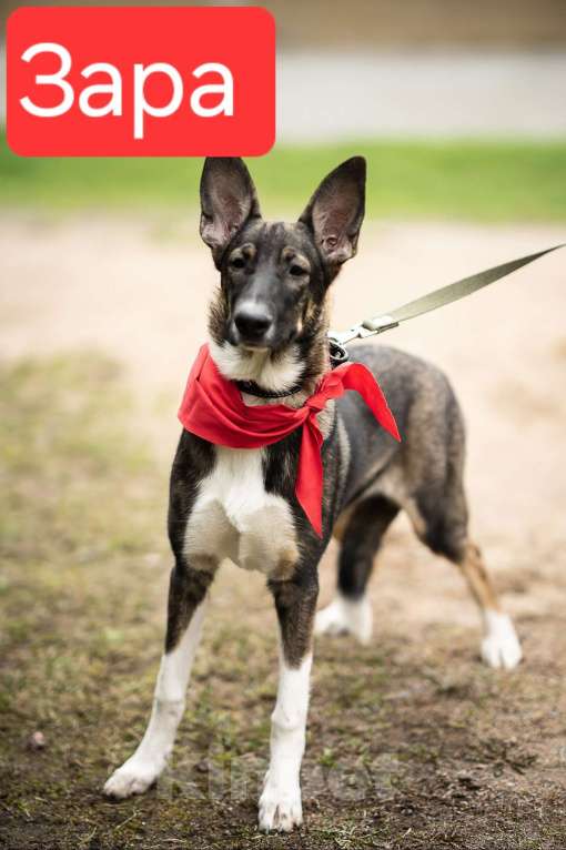 Собаки в Санкт-Петербурге: Красавица Зара ищет семью Девочка, Бесплатно - фото 3