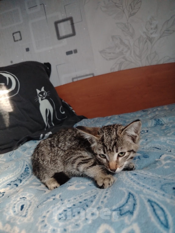 Кошки в Новокузнецке: Отдам котёнка в добрые руки. Мальчик, Бесплатно - фото 2