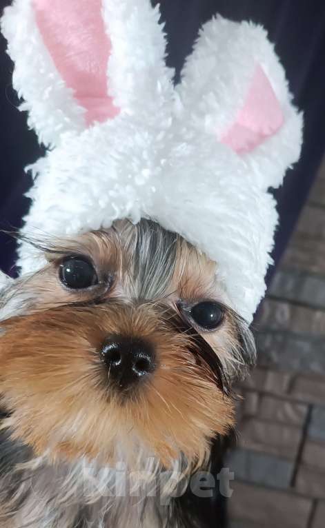 Собаки в Голицыно: Кукольная девочка Девочка, 90 000 руб. - фото 2