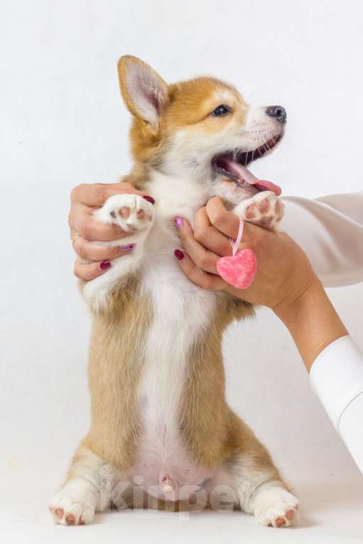 Собаки в Москве: Очаровательные щенки Вельш Корги Пемброк Мальчик, 70 000 руб. - фото 2