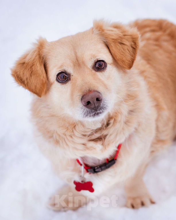 Собаки в Москве: Маленький пёсик иет семью Мальчик, Бесплатно - фото 5