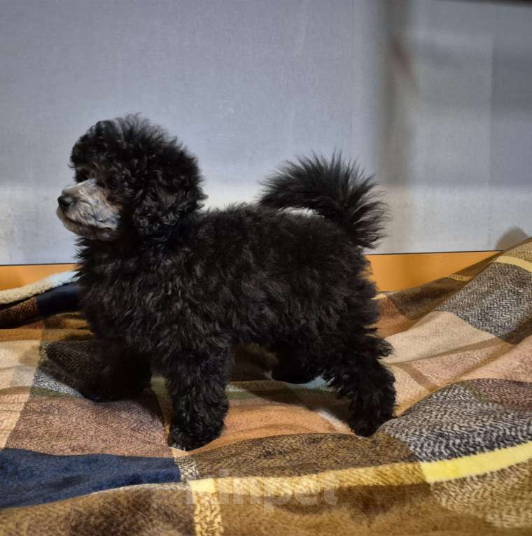 Собаки в Москве: Мальчик миниатюра в серебре Мальчик, 70 000 руб. - фото 1