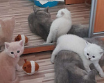 Кошки в Калининграде: Шотландские прямоухие котята Девочка, 4 000 руб. - фото 2