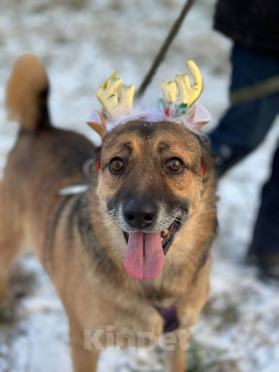 Собаки в Москве: Твист Мальчик, Бесплатно - фото 1