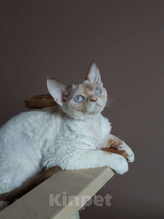 Кошки в Москве: Девон рекс кот Мальчик, Бесплатно - фото 2