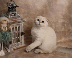 Кошки в Москве: Шотландский вислоухий короткошёрстный котёнок Мальчик, 50 000 руб. - фото 4
