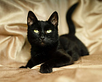 Кошки в Троицке: Супер ласковая, ручная кошка в дар Девочка, Бесплатно - фото 5