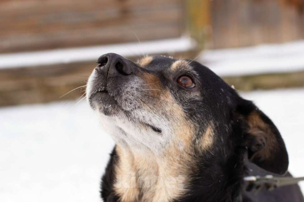 Собаки в Тамбове: Клинт в поиске... Вас? Мальчик, Бесплатно - фото 4