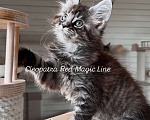 Кошки в Наро-Фоминске: Cleopatra. Female. MCO ns23 born June 14.2025 Девочка, 10 000 руб. - фото 2