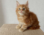 Кошки в Энгельс: Предлагаем очаровательных котят Мейн-кун, выращенных в любви и заботе. Малыши очень ласковые. Мальчик, Бесплатно - фото 8