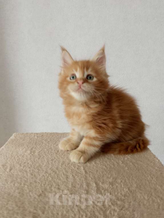 Кошки в Энгельс: Предлагаем очаровательных котят Мейн-кун, выращенных в любви и заботе. Малыши очень ласковые. Мальчик, Бесплатно - фото 8