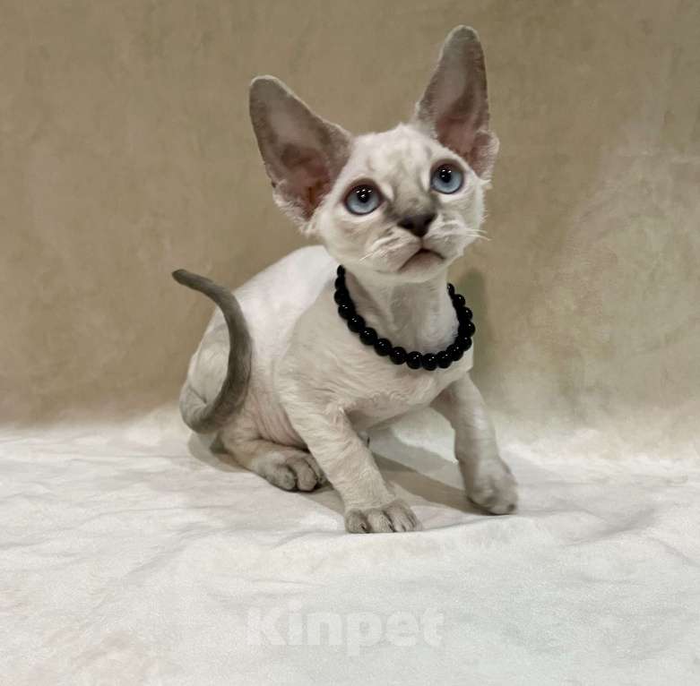 Кошки в Краснодаре: Котенок Девон Рекс мальчик с голубыми глазами Мальчик, 50 000 руб. - фото 2