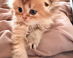 Кошки в Клине: Шотландские вислоухие котята Девочка, 27 000 руб. - фото 2