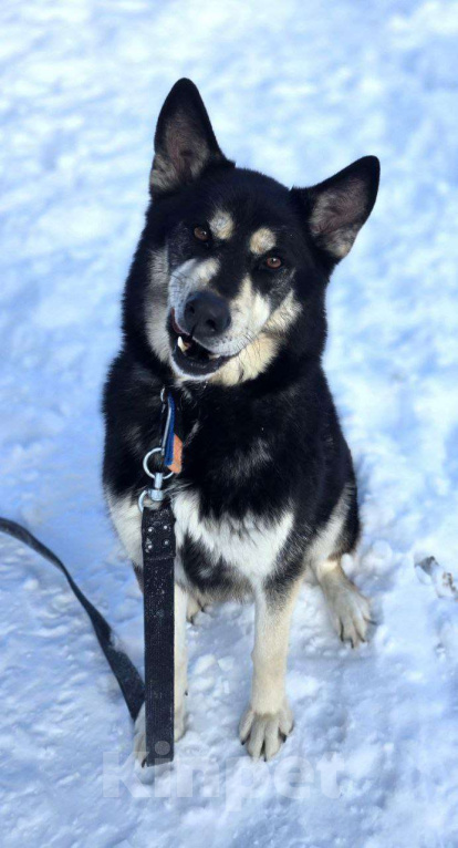 Собаки в Королеве: Малибу! Если вы в поисках не просто питомца, а настоящего друга, с которым хоть на край света Девочка, Бесплатно - фото 1