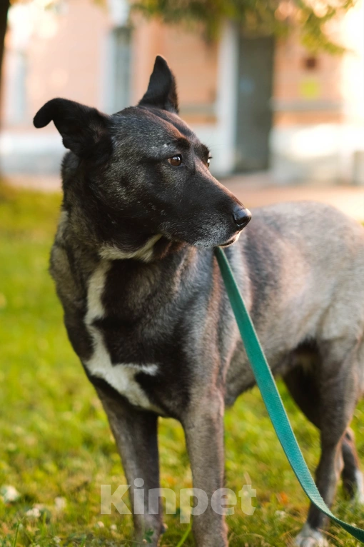 Собаки в Санкт-Петербурге: Грейс из приюта в добрые руки Девочка, Бесплатно - фото 8