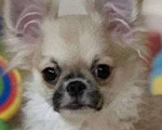 Собаки в Москве: Чихуахуа мальчик Мальчик, 40 000 руб. - фото 1