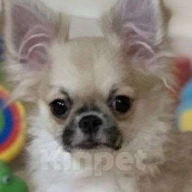 Собаки в Москве: Чихуахуа мальчик Мальчик, 40 000 руб. - фото 1
