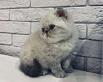 Кошки в Болхове: Супер Экзот Блю-пойнт, 25 000 руб. - фото 2