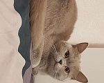 Кошки в Ливны: Британские котята, 10 000 руб. - фото 8