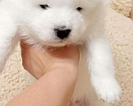 Собаки в Бийске: Самоеда щенок . 10.06.23 Мальчик, 30 000 руб. - фото 1