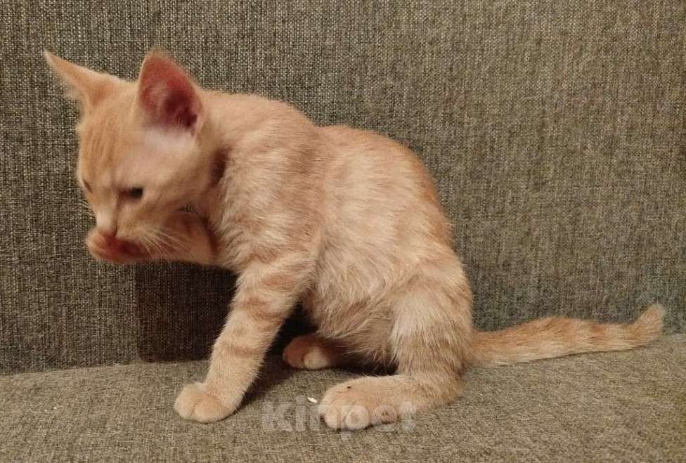 Кошки в Москве: Рыжий котенок в дар Мальчик, Бесплатно - фото 2