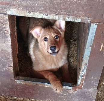 Ласкушечка рыжулька Лиска ищет свою любимую семью !