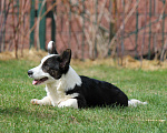 Собаки в Одинцово: Вельш Корги Кардиган Мальчик, Бесплатно - фото 4