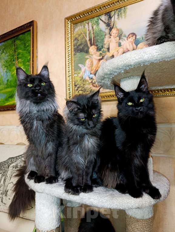 Кошки в Москве: Мейн кун девочка Девочка, 30 000 руб. - фото 7