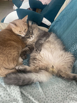 Кот в добрые руки