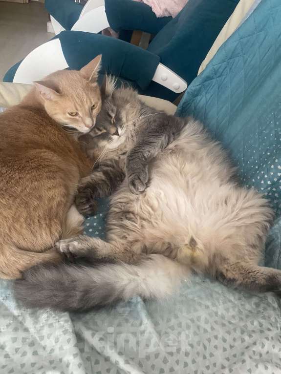 Кошки в Тольятти: Кот в добрые руки Мальчик, Бесплатно - фото 1