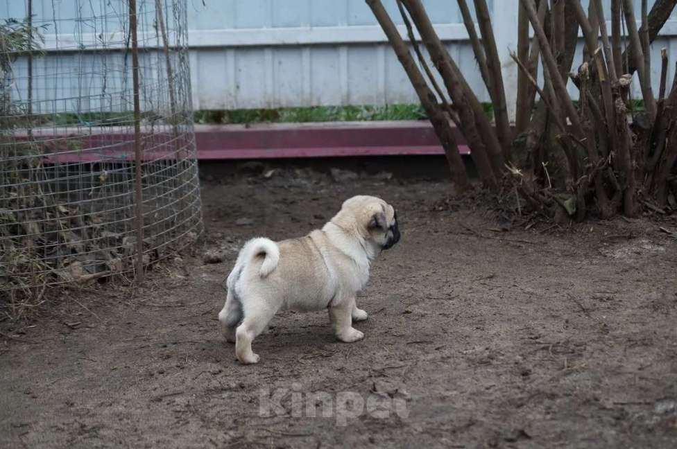 Собаки в Москве: Мопс Девочка, 45 000 руб. - фото 1