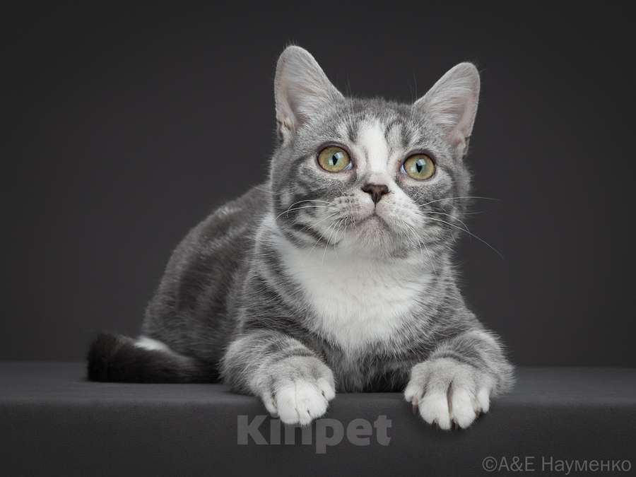 Кошки в Москве: Американская короткошерстная кошка Девочка, 70 000 руб. - фото 7