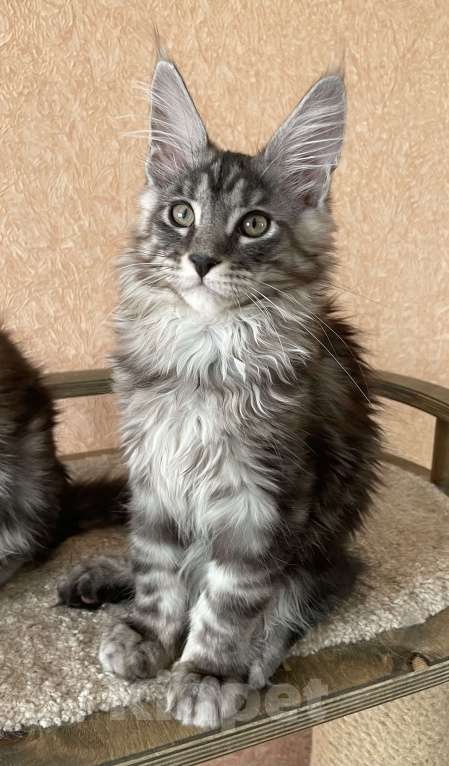 Кошки в Артеме: Мальчик мейн кун Мальчик, 70 000 руб. - фото 1