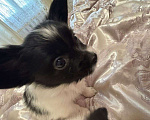 Собаки в других городах Московской области: Щенок девочка папильон Papillon  Девочка, 65 000 руб. - фото 2