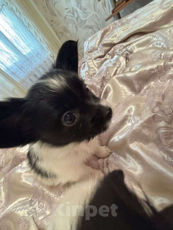 Собаки в других городах Московской области: Щенок девочка папильон Papillon  Девочка, 65 000 руб. - фото 2