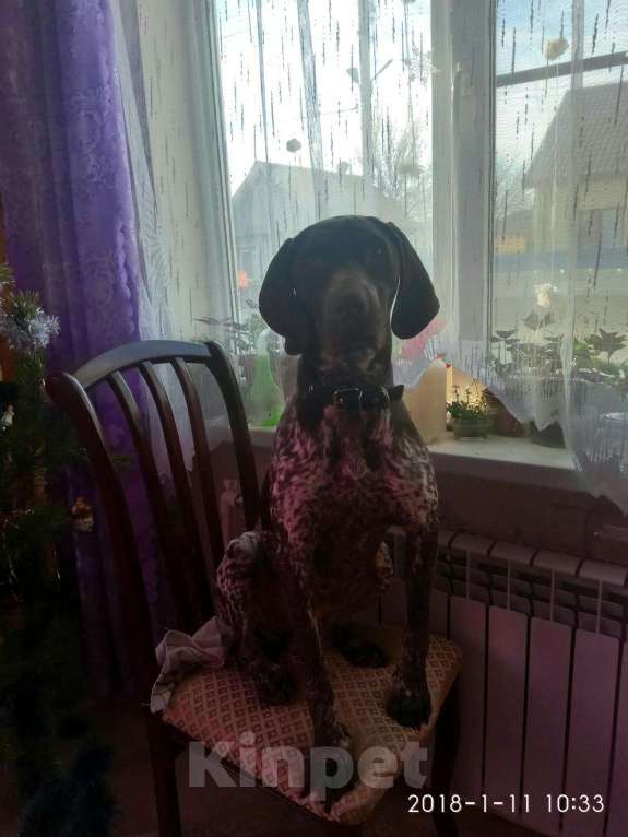Собаки в Астрахани: Курцхаар вязка, всё умеет., 4 руб. - фото 1