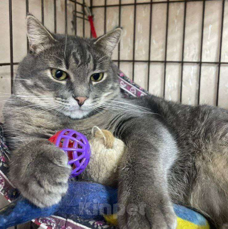 Кошки в Москве: Чудесный полосатик Капитолий ищет маму и папу Мальчик, Бесплатно - фото 8