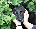 Собаки в Москве: Малышка Риджи ищет дом! Девочка, Бесплатно - фото 3
