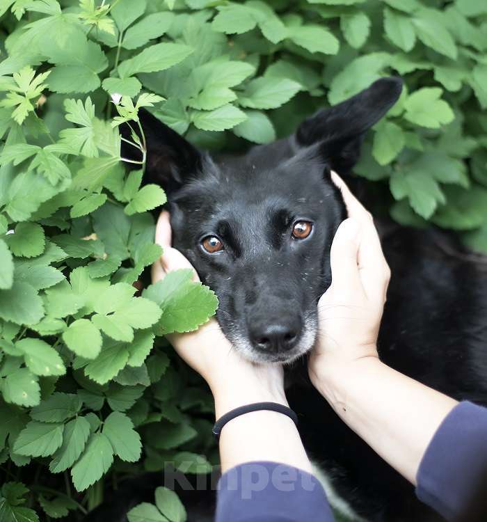 Собаки в Москве: Малышка Риджи ищет дом! Девочка, Бесплатно - фото 3