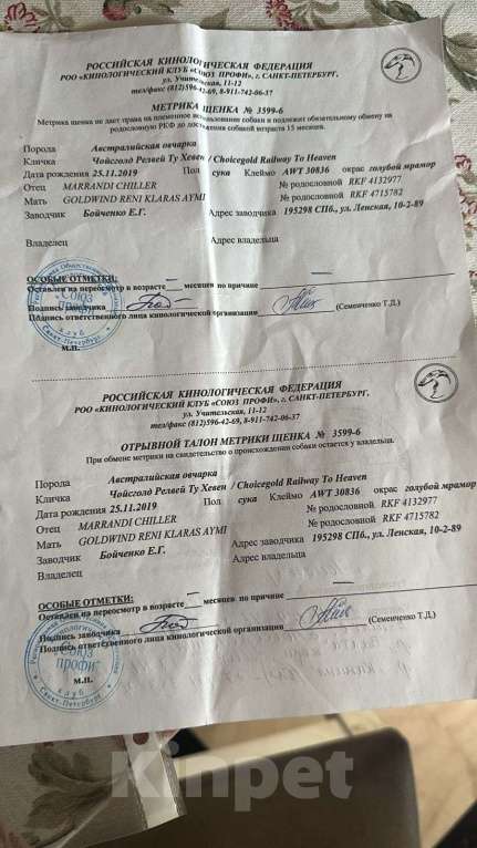 Собаки в Томске: Аусси Австралийская овчарка  Мальчик, 25 000 руб. - фото 6