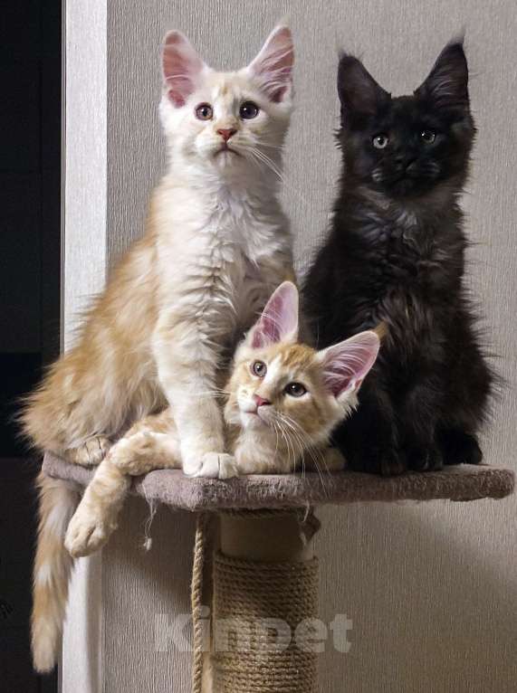 Кошки в Москве: Котята мейн-кун Мальчик, 40 000 руб. - фото 7