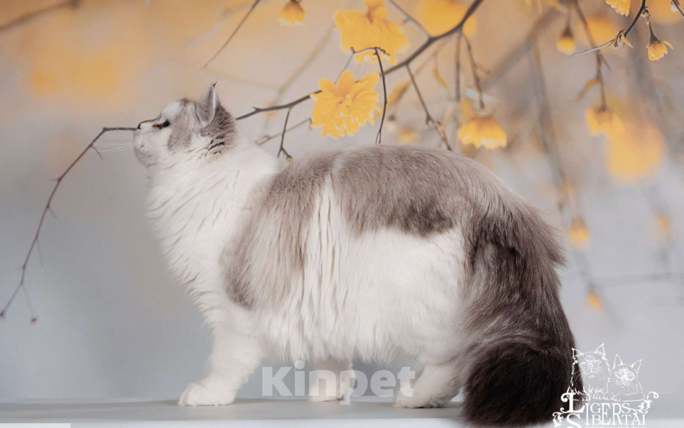 Кошки в Москве: невский маскарадный котенок Девочка, 55 000 руб. - фото 3