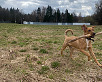Собаки в Зеленограде: Терра в добрые ласковые руки Девочка, Бесплатно - фото 7